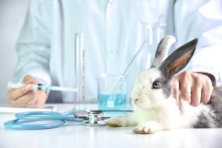 医学和疫苗研究, 科学家在兔子动物实验药物, 药物研究和发展概念照片