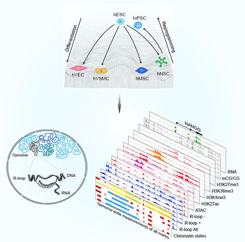 研究绘制人类干细胞多谱系分化和重编程的多维表观遗传图谱